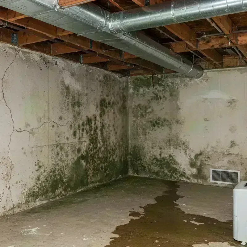 Professional Mold Removal in Coopertown, TN